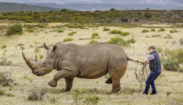 Носорог прикол