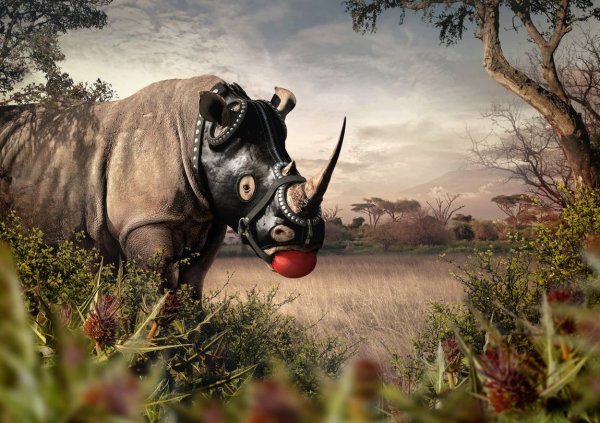 Тупой носорог