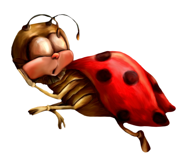 Божьи коровки