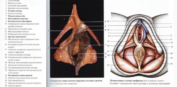 Строение головки клитора анатомия