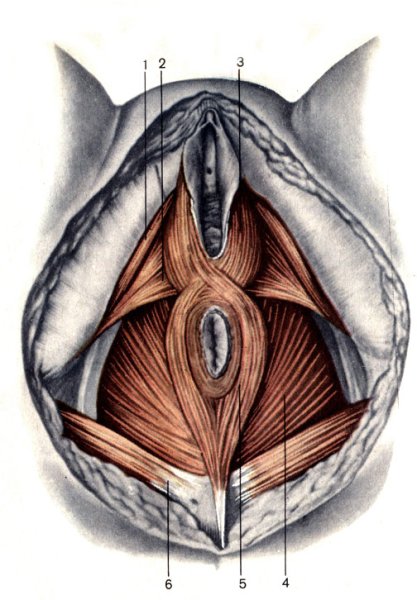 Луковично-губчатая мышца промежности