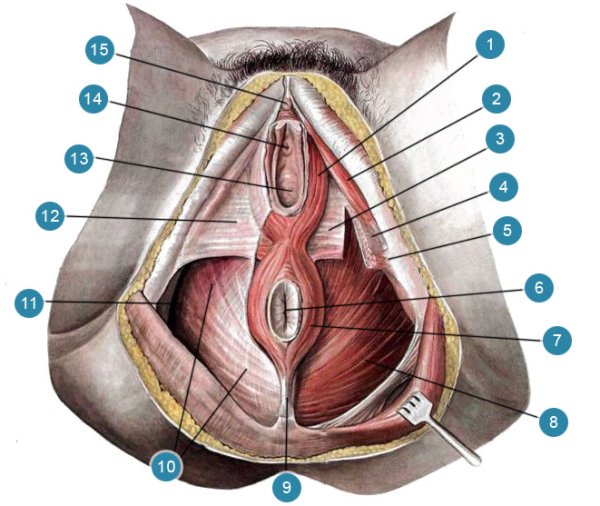 Луковично-губчатая мышца промежности