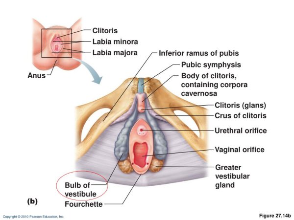 Большие малые половые губы