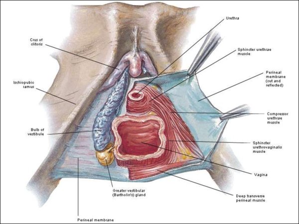 Строение женской вульвы