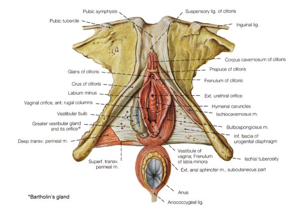 Луковица преддверия у женщин анатомия