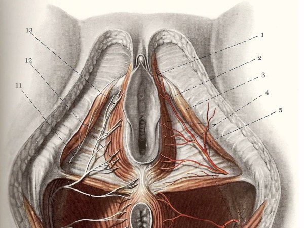 Анатомия женского влагалища