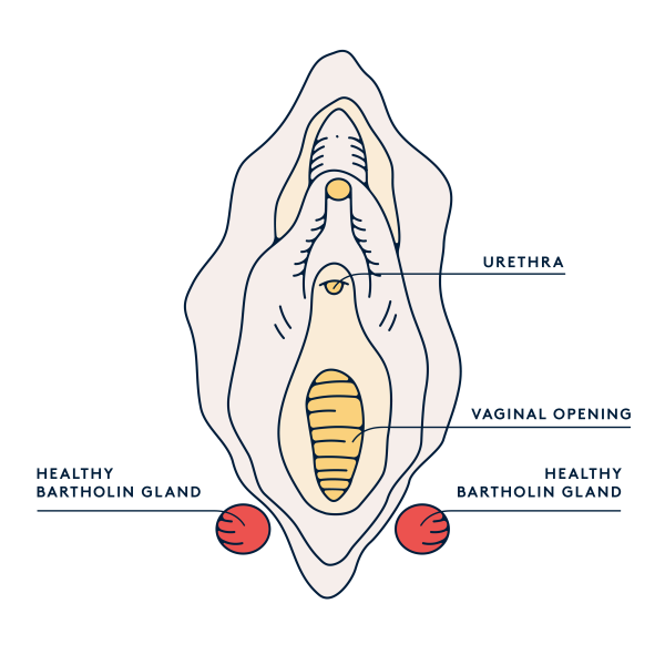 Бартолиновые железы анатомия