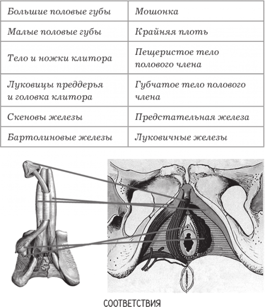 Большие малые половые губы