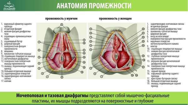 Строение женских органов девственная плева