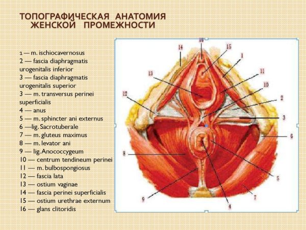 Промежность анатомия Синельников