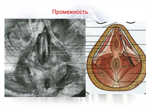 Женские наружные гениталии