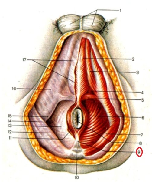 Фасции промежности анатомия