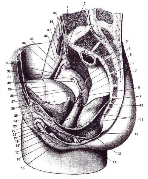 Строение женской вагины