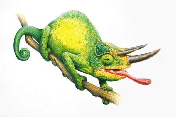 Язык хамелеона