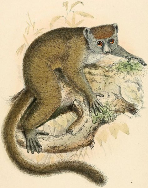 Лемур на дереве рисунок