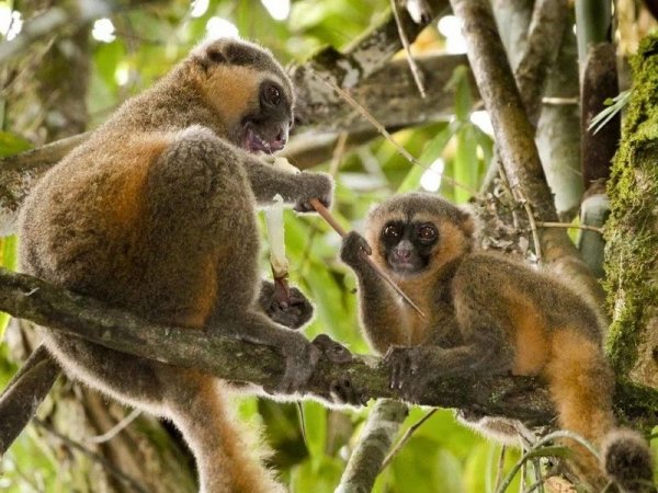 Золотой бамбуковый лемур