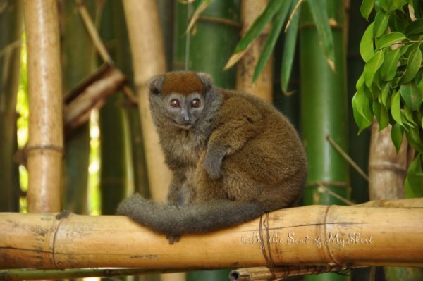 Бамбуковый лемур