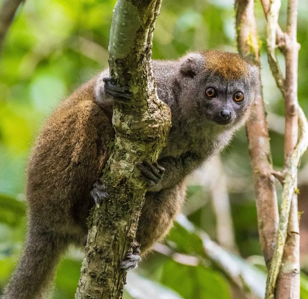 Большой бамбуковый лемур на белом фоне