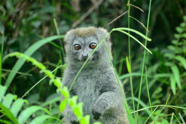 Лемур рисунок