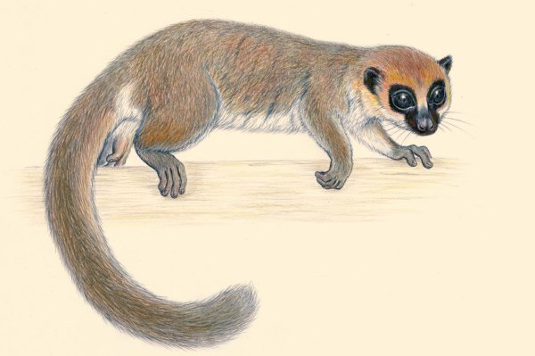 Лемур мультяшный