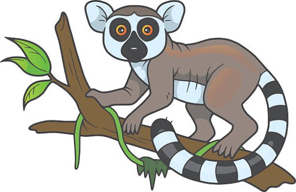 Золотистый лемур