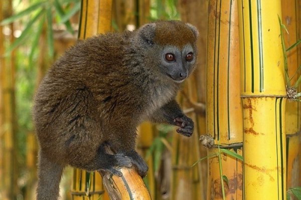 Золотистый лемур рисунки