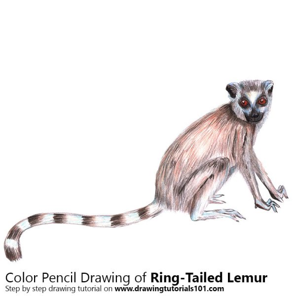 Южный бамбуковый лемур