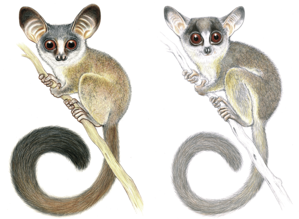 Мышиный лемур Лори