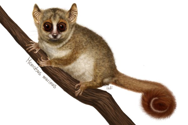 Лемур мультяшный