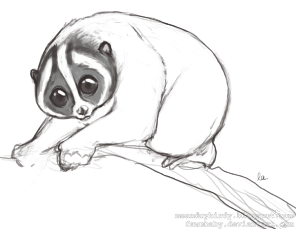 Золотой бамбуковый лемур