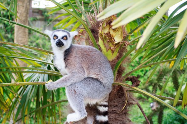 Лемур с черным хвостом