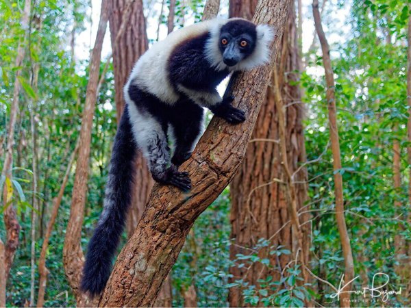Лемуры в зоопарке центрального парка