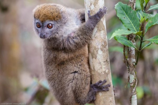 Лемур рисунок