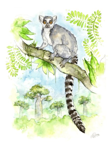 Лемур рисунок карандашом