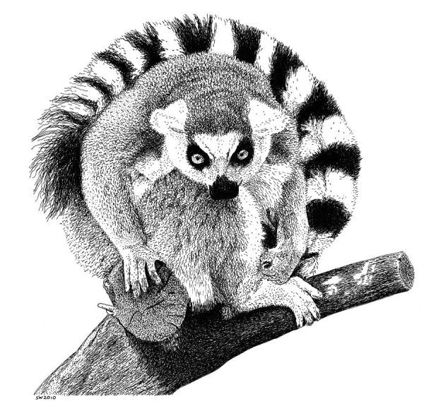 Лемур Лори карандашом