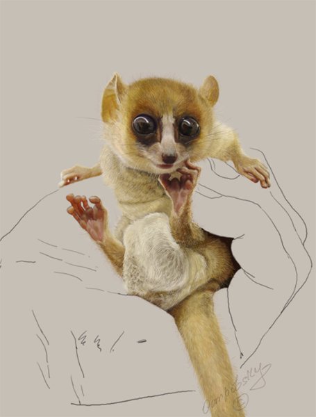 Большой бамбуковый лемур