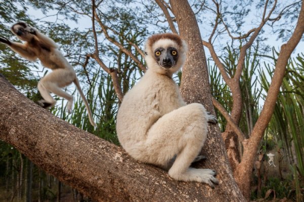 Лемур рисунок