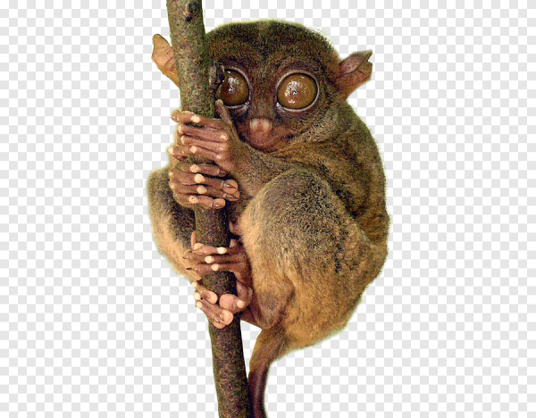 Лемур Лори раскраска