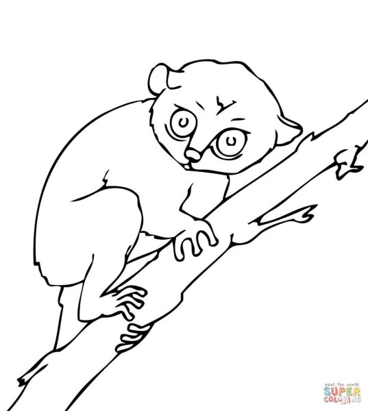 Кошачий лемур рисунок карандашом