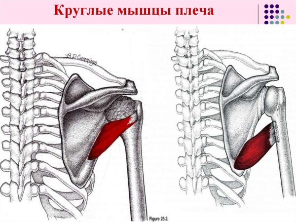 Большая и малая круглая мышца плеча