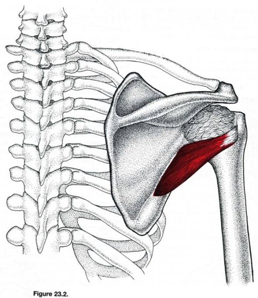 Большая круглая мышца (m. Teres Major)