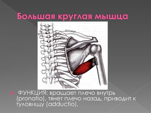 Большая круглая мышца (m. Teres Major)