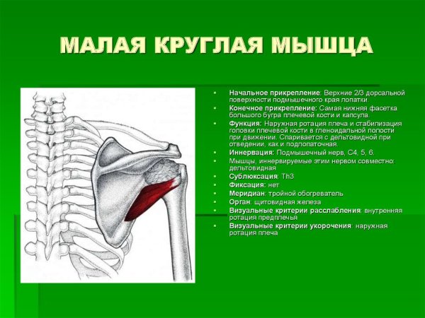 Подостная и малая круглая мышцы