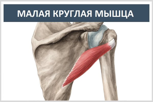 Подостная и малая круглая мышцы плеча