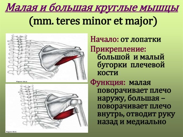 Большая и малая круглая мышца плеча