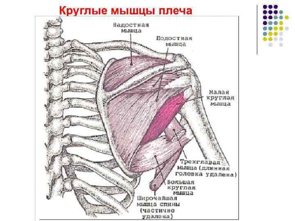 Надостная подостная и малая круглая мышцы