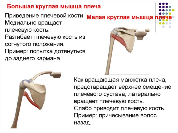 Большая круглая мышца (m. Teres Major)