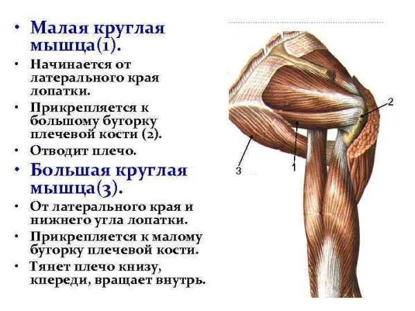 Малая круглая мышца (m. Teres Minor)