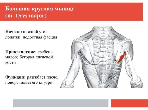 Функции большой круглой мышцы