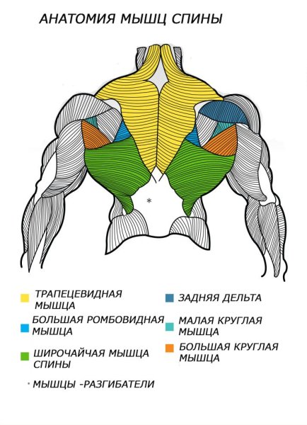 Подостная и малая круглая мышцы
